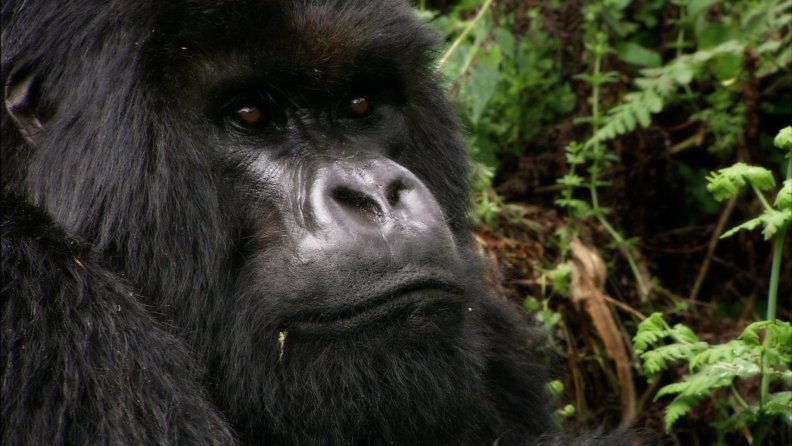 Silverback Gorilla Closeup