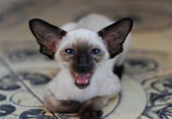 meowing siamese