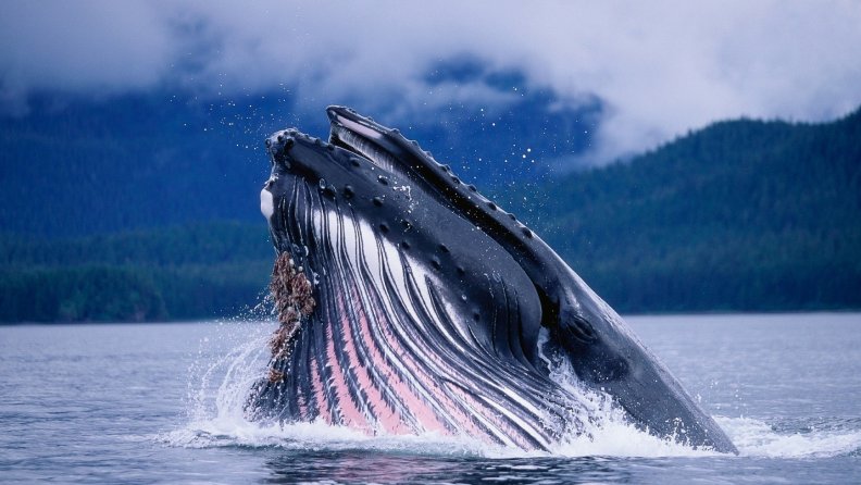 magnificent_blue_whale.jpg