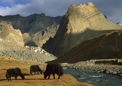 yaks by a tibetan river