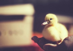 Sweet Duckling