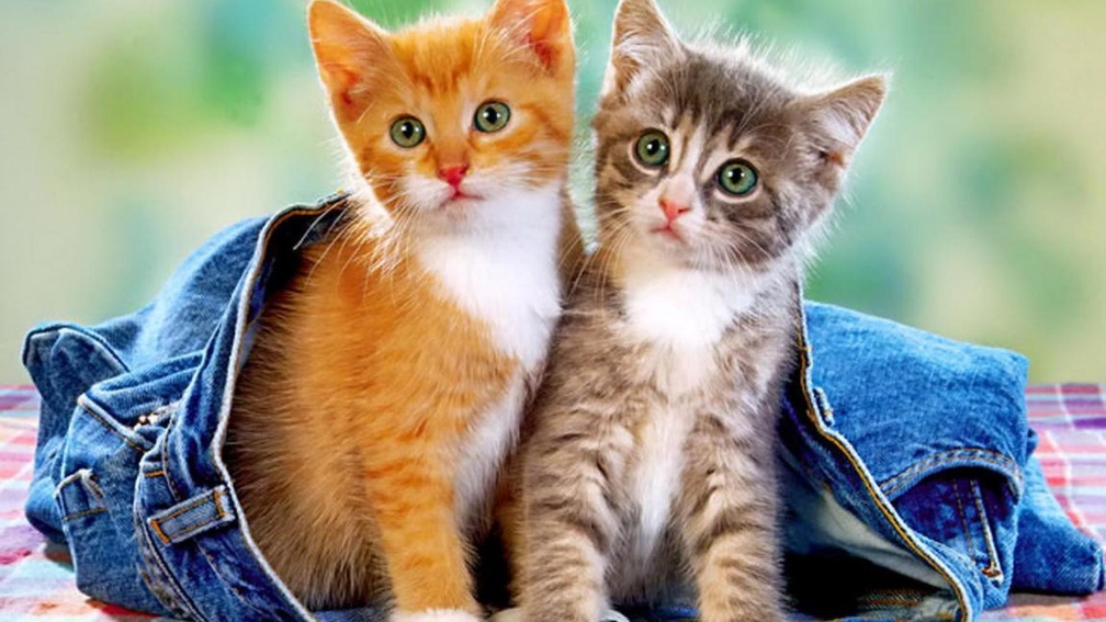 Kittens in jeans