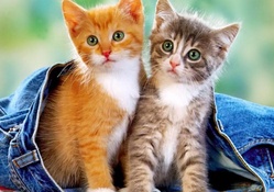 Kittens in jeans