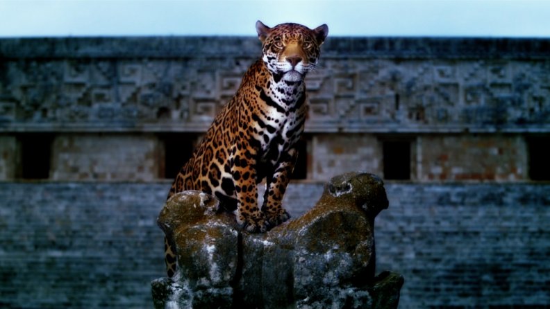 jaguar_at_mayan_temple.jpg