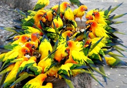 Bouquet of colorful hungry parrots