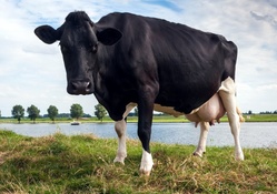 dutch cow