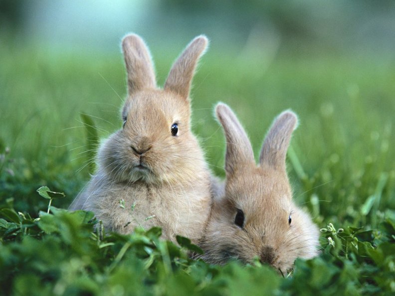 easter_bunnies.jpg