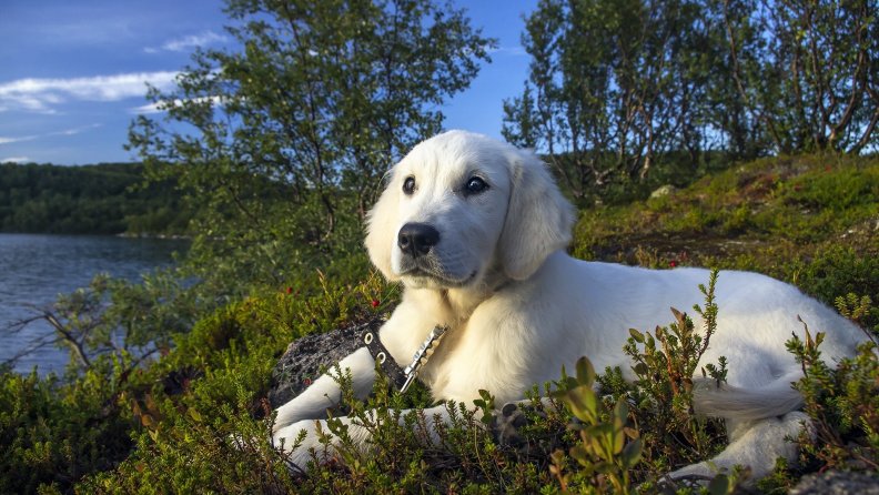 A Puppy In The Great Outdoors
