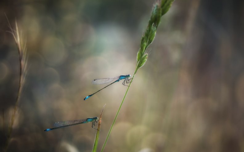 dragonflies.jpg