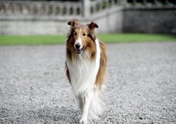 LASSIE  COMING HOME