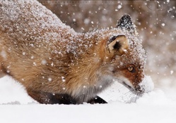 SnowPowFox