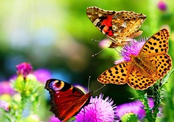 Beautiful Butterflies and Flowers