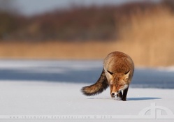 Fox on the ice