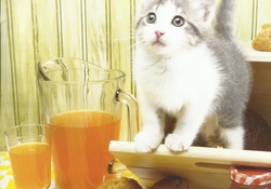 A kitten with juice