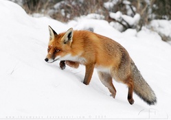 Fox on the hunt