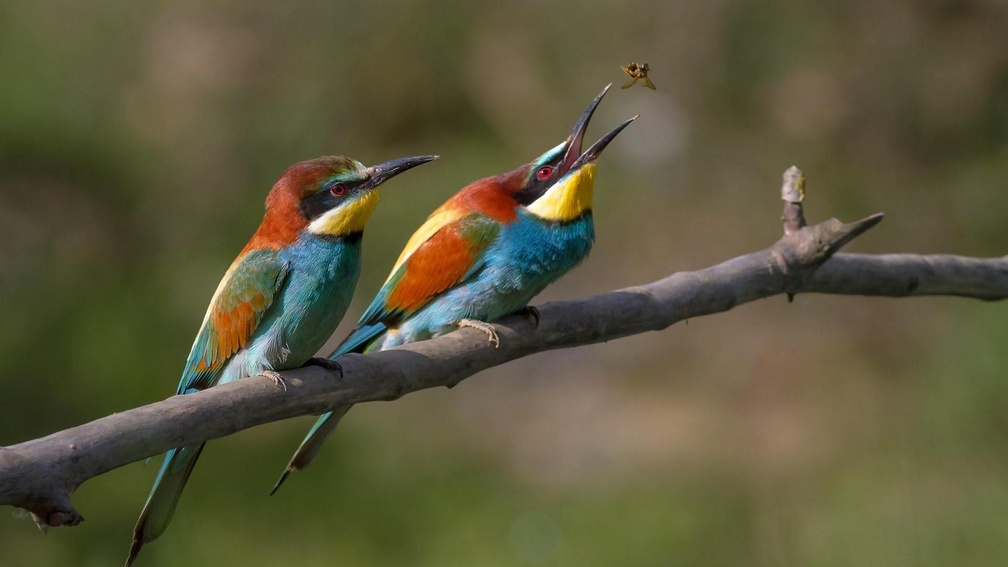 colorful bee catcher birds