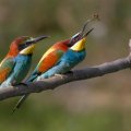 colorful_bee_catcher_birds.jpg