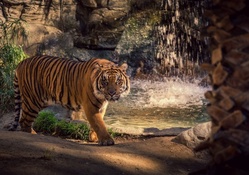 Intimidating Tiger