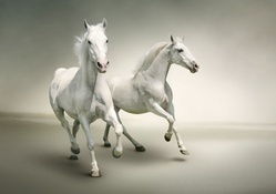 True White Horse