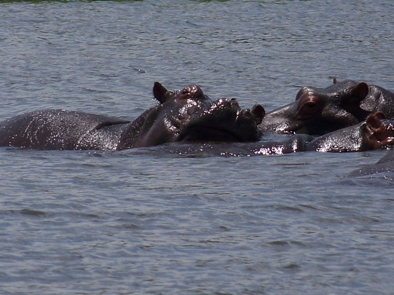 Hippopotamus in Chobe river