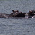 Hippopotamus in Chobe river