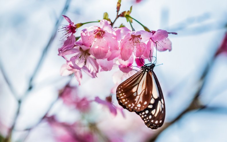 butterfly_on_cherry_blossom.jpg