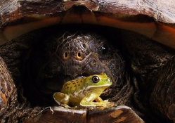 Turtle and frog