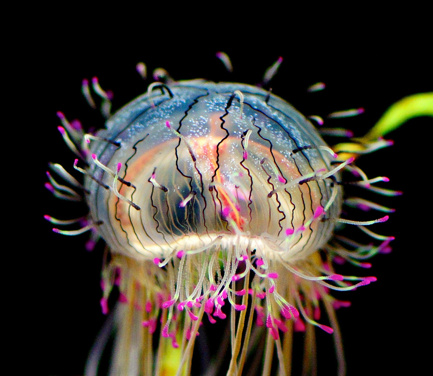 Amazing Jellyfish