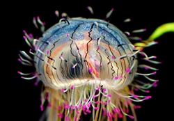 Amazing Jellyfish