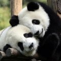Panda hug
