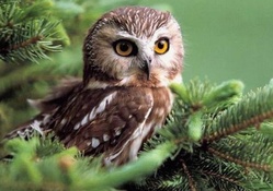 sweet owl