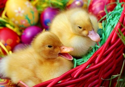 Easter ducks