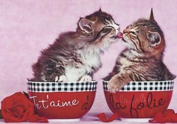 kittens kissing and red rose