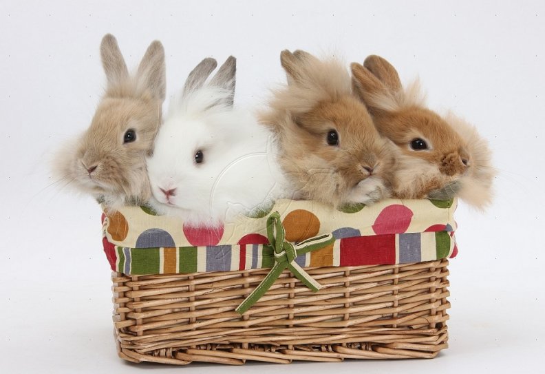 bunnies_in_a_basket.jpg