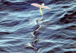 Pink wing flying fish