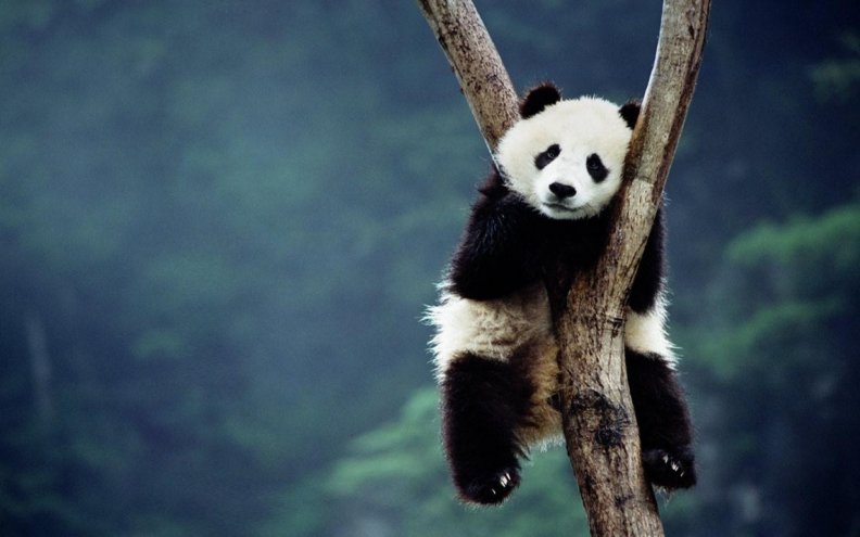 Cute panda bear on tree
