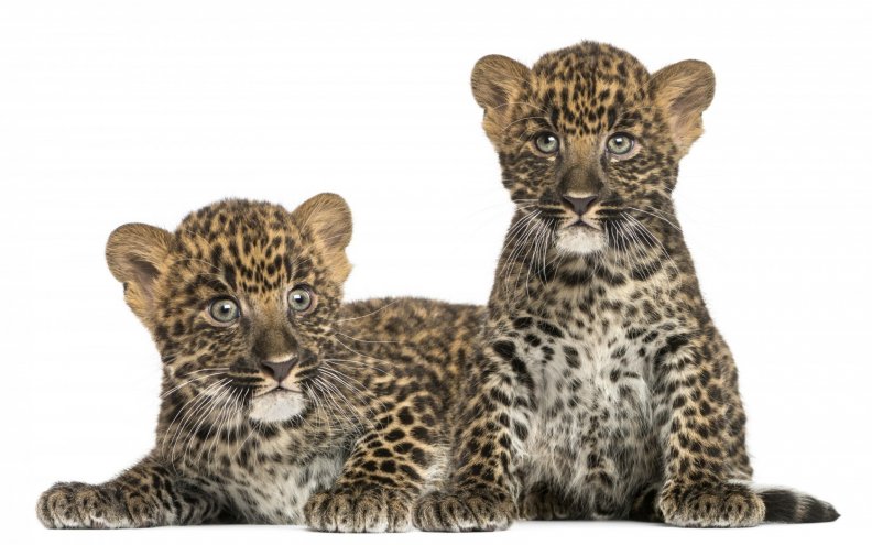 leopard_cubs.jpg