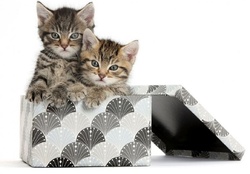 cute kittens in a box