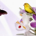 Ladybug and canary on purple flower