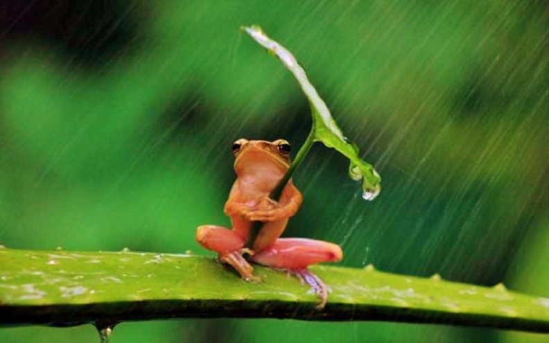 frog_umbrella.jpg