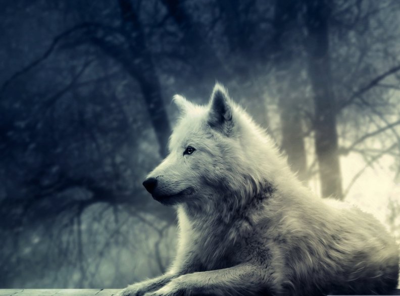 _White Wolf_