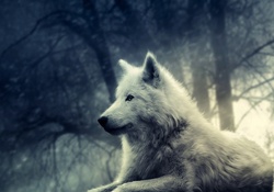 _White Wolf_