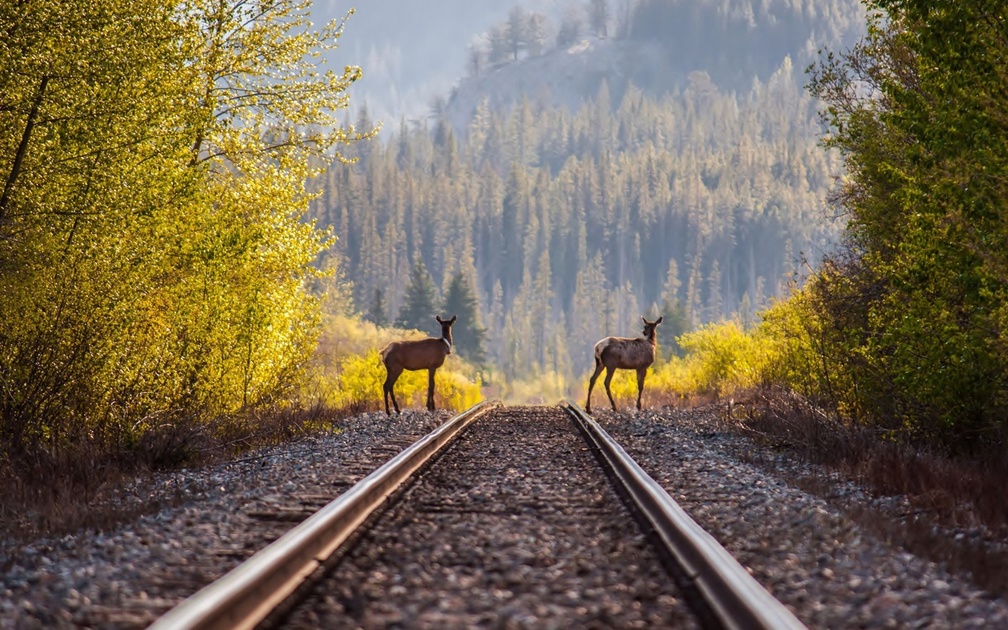 a couple of deer waiting for a train
