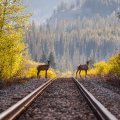 a couple of deer waiting for a train