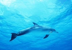 Dolphin in a Deep Blue Sea