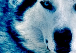 _Beautiful wolf_