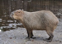 capibara image