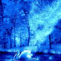 ★Blue Swan in Winter★