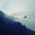 silhouette of an eagle flying in morning fog