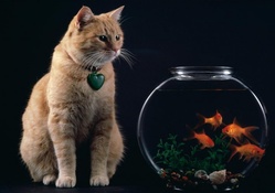 Cat and the fishes